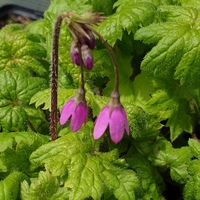 Primula matthioli sachaline 